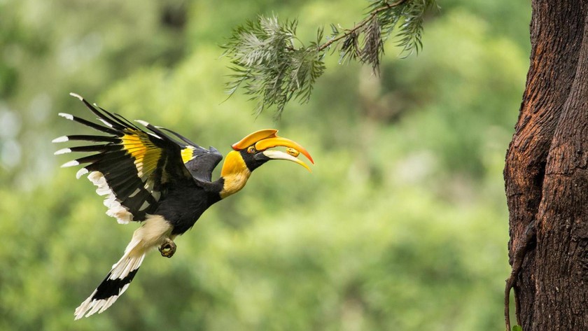 Image of a Hornbill flying in nature.