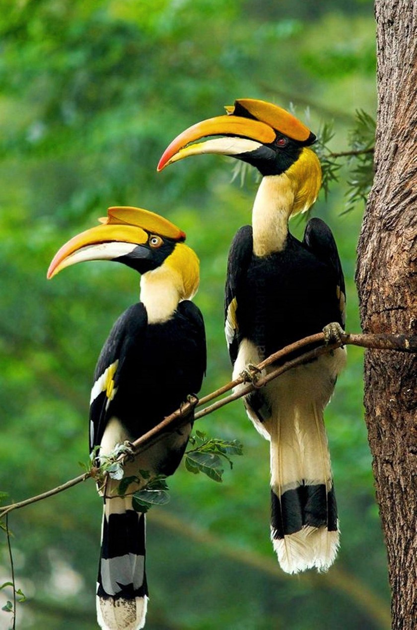 Pair of Hornbills in the wild.