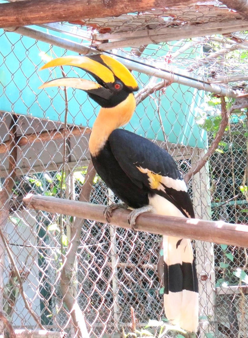 An immature male Hornbill is being cared for and rescued at Phong Nha - Ke Bang National Park.