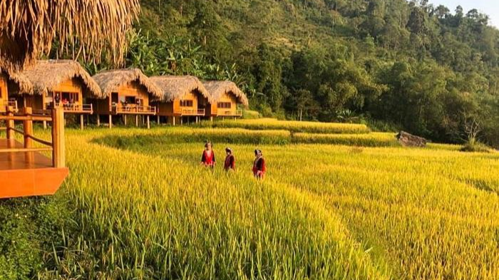 Mùa vàng đẹp nao lòng ở Hoàng Su Phì - Hà Giang.