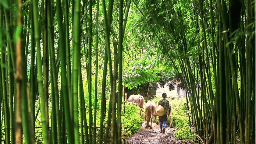 Chốn quê nhà