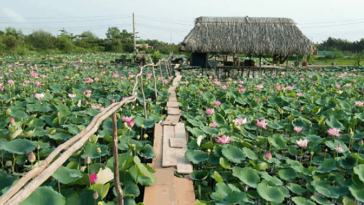 [Truyện ngắn] Miền sen