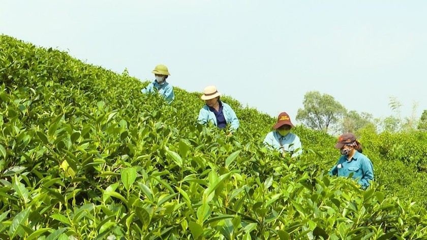 Chè Hoài Trung - Chắt chiu vị ngọt cho đời