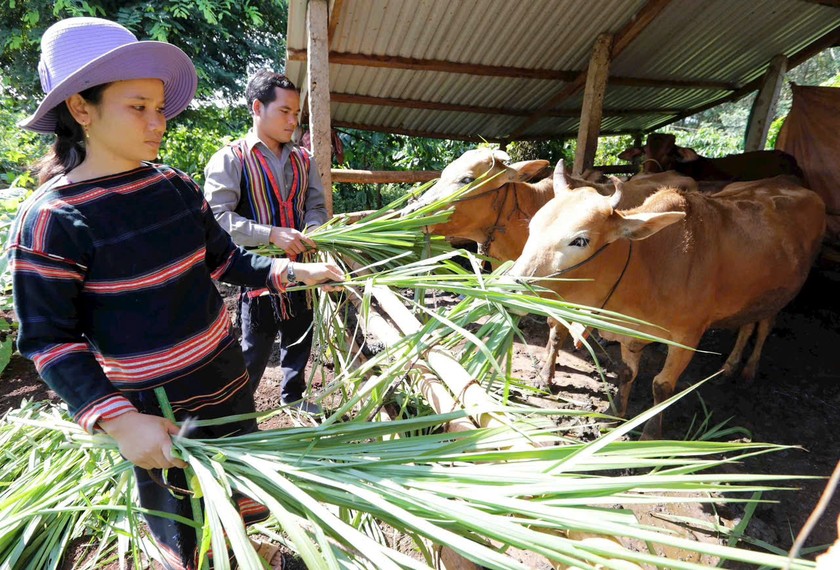 Tín dụng chính sách - Động lực giúp người dân cao nguyên Gia Lai thoát nghèo bền vững