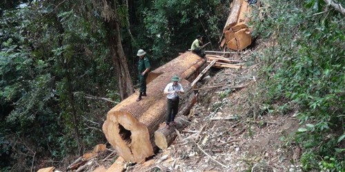 Nghệ An: Trạm trưởng Kiểm lâm bị kỷ luật hạ bậc lương, viết đơn từ chức