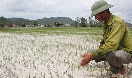 Nắng nóng kéo dài, không có mưa tiểu mãn đã khiến gần 11.000 ha đất sản xuất nông nghiệp bị ảnh hưởng