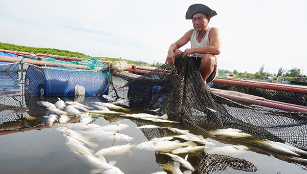 Có gia đình có cả tấn cá giá cao bị chết.