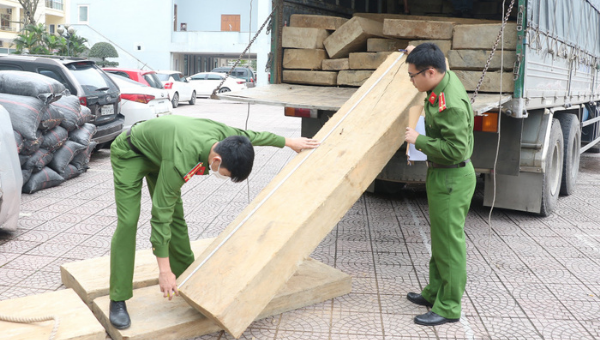 Tang vật 10m³ gỗ (nghi là gỗ Dổi xẻ) bị lực lượng Công an tạm giữ.