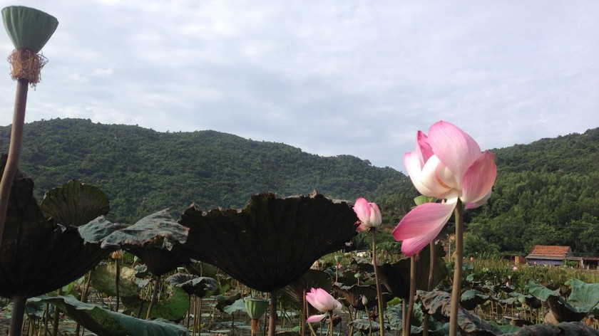 "Em ơi có hoa nào không tàn, có tình nào không phai, như tình anh với em" ( Tà áo xanh - Đoàn Chuẩn - Từ Linh). 