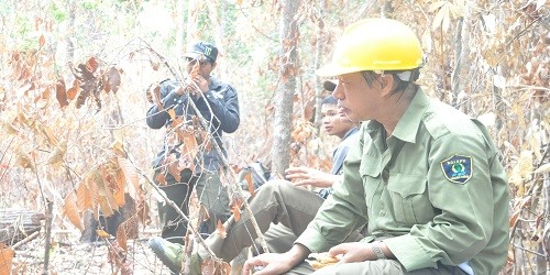 Ông Nguyễn Đức Thuận (đội mũ bảo hộ) đau đáu với những cây bị lâm tặc đốn hạ.