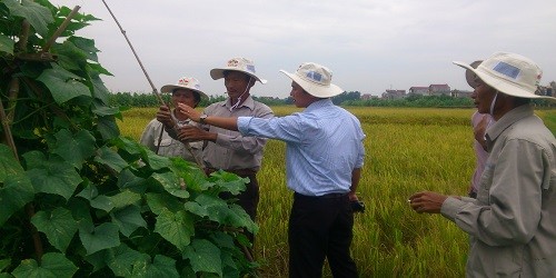 Ông Trần Thiện Kiên – Giám đốc kinh doanh miền Bắc Cty Hai Mũi Tên Đỏ và ông Đoàn Trắc Mến, Chủ nhiệm HTX Nhân Thắng đang hướng dẫn kỹ thuật cho người dân tại thôn Lê Lợi, xã Nhân Thắng (Gia Bình, Bắc Ninh).