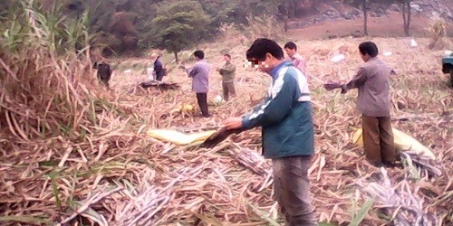 Vì gánh nặng mưu sinh, hàng ngày họ vẫn miệt mài lao động.