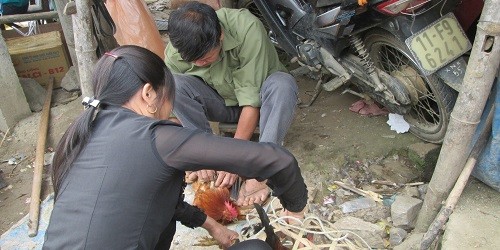  Chỉ sau 5-10 phút, ông Tánh đã biến chú gà trống non thành  gà “thái giám”.