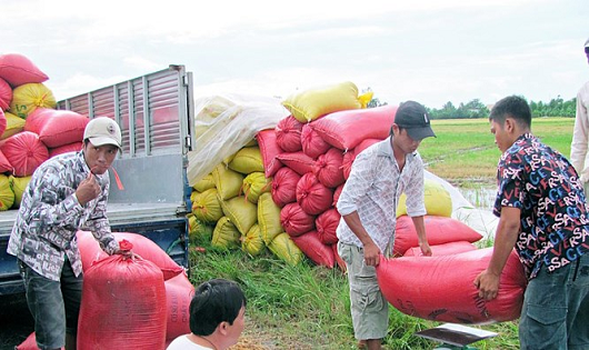 Cho vay thu mua thóc, gạo vụ Đông Xuân năm 2019