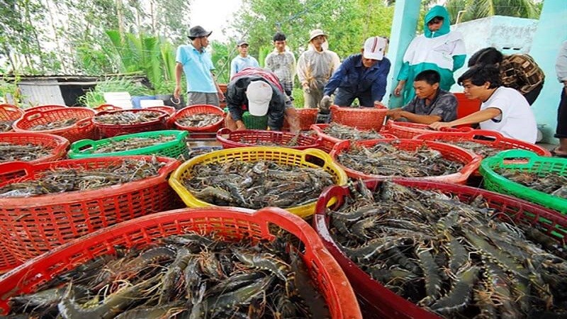 Tăng cường quản lý thủy sản vận chuyển qua biên giớ0 để ngăn ngừa vi rút DIV1