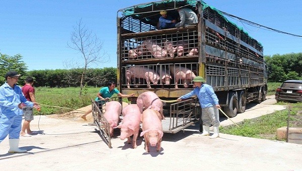 Lợn sống được nhập khẩu từ Thái Lan phải qua khâu kiểm dịch.