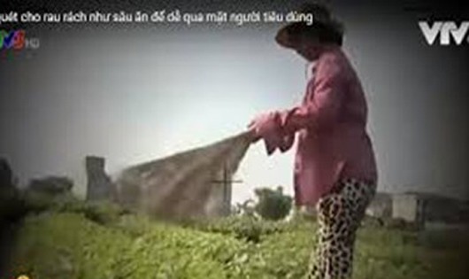 Hình ảnh trong phóng sự "Cây chổi quét rau" phát trên VTV3.