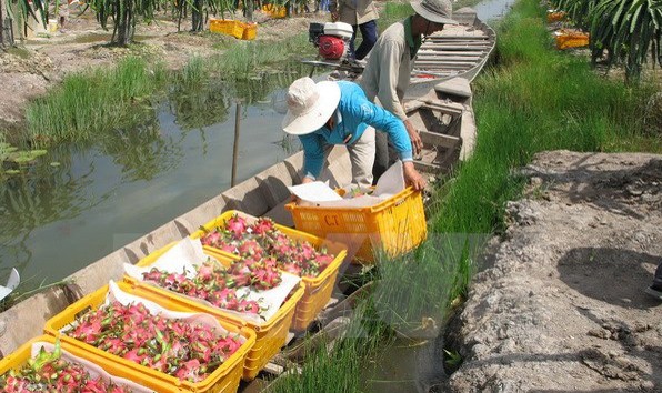 Thu hoạch thanh long. (Ảnh: Minh Trí/TTXVN)