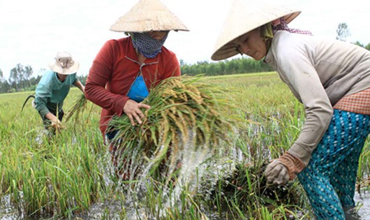 Ảnh minh họa: Báo Tài nguyên Môi trường.