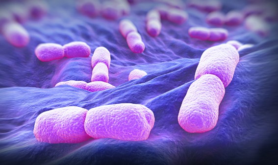 Vi khuẩn Listeria monocytogens. Ảnh:newsapi