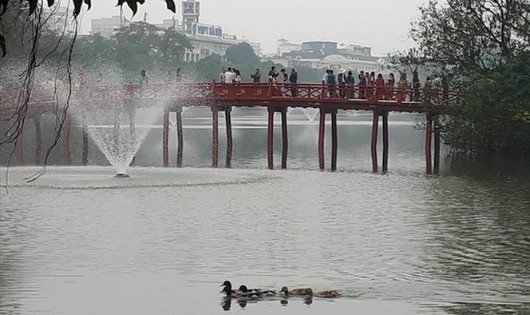 Đàn vịt bơi tung tăng 'thế chỗ' thiên nga ở Hồ Gươm?