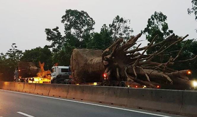 Có hay không hành vi bao che xe chở cây 'khủng' ở miền Trung?