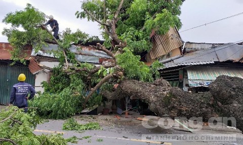 Cây xanh ngã đổ làm hai ngôi nhà hư hại.