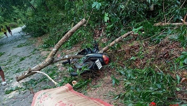 Hiện trường cây đổ làm chết người ở Thừa Thiên - Huế.