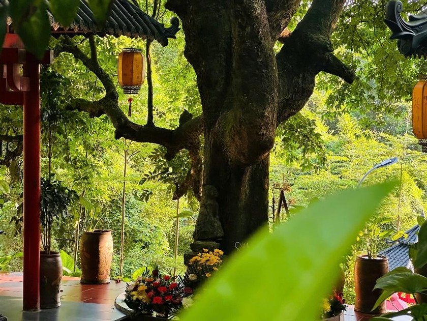 Cây thị cổ thụ tại chùa.