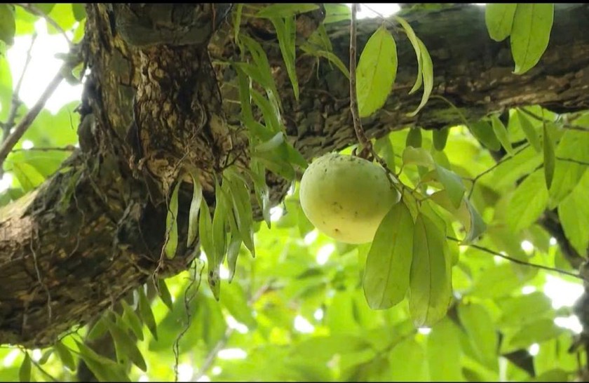 Những trái thị còn xanh trên cây.