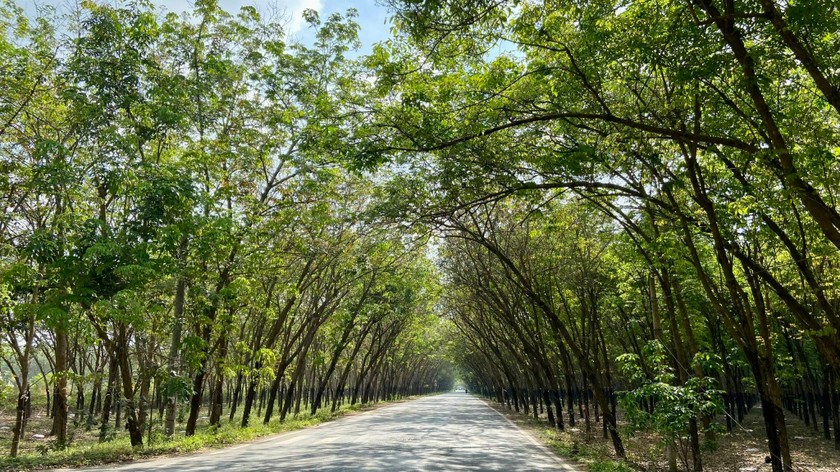 Đầy nắng và gió, vùng biên Tây Ninh vẫn yên bình bên những cánh đồng xanh trù phú