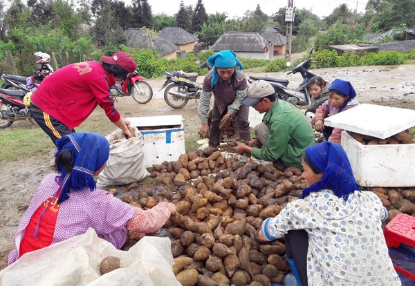 Bà con vùng cao thu hoạch sâm Fansipan