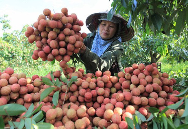 Vải thiều Thanh Hà (Hải Dương) - một trong những nguyên liệu của Thạch rau câu Long Hải.