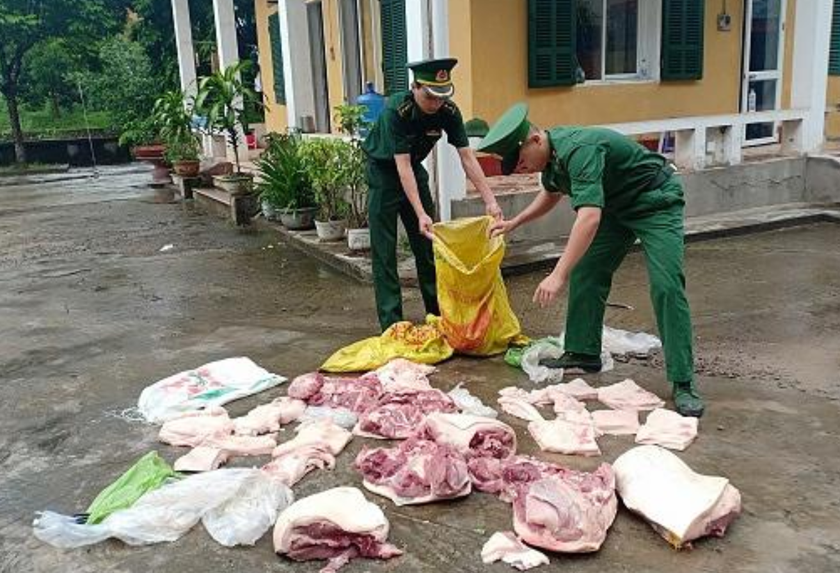 Quảng Ninh: Liên tiếp bắt giữ nhiều vụ nhập lậu lợn từ biên giới