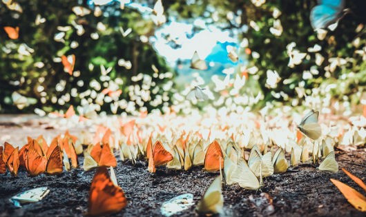 'Lạc lối' giữa rừng bướm ở vườn quốc gia Cúc Phương