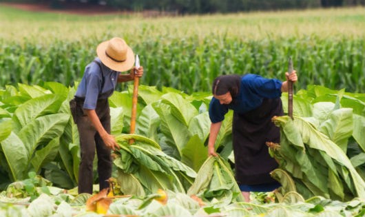 Một số hình ảnh về người Amish  