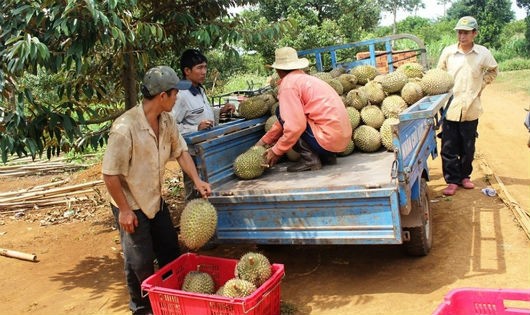 Thương lái đến tận vườn thu mua sầu riêng