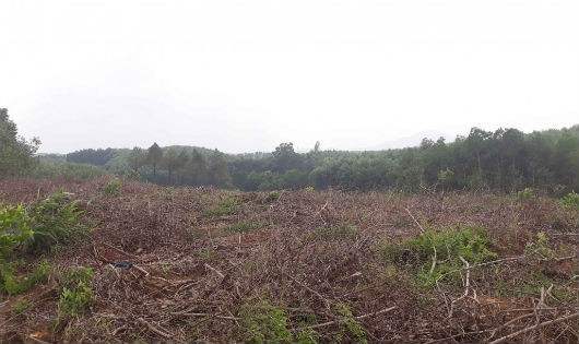 134 ha rừng thông nay đã bị “xóa  sổ”.