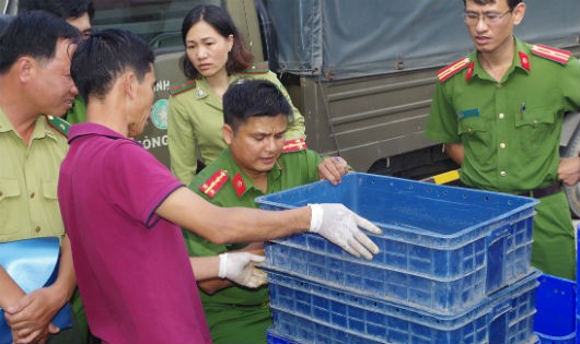 Nhiều vụ việc vận chuyển rùa trái phép được phát hiện gần đây đều có giấy phép từ cơ quan chức năng Đồng Tháp (nguồn ATP-IMC).