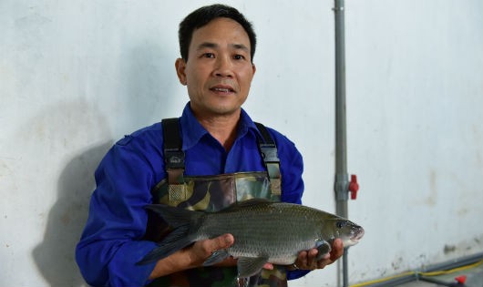 Cá Dầm xanh nuôi ở Trung tâm Thủy sản Tuyên Quang