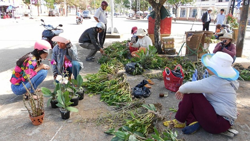 Lan rừng được bày bán ở đường Hai Bà Trưng, TP.Pleiku