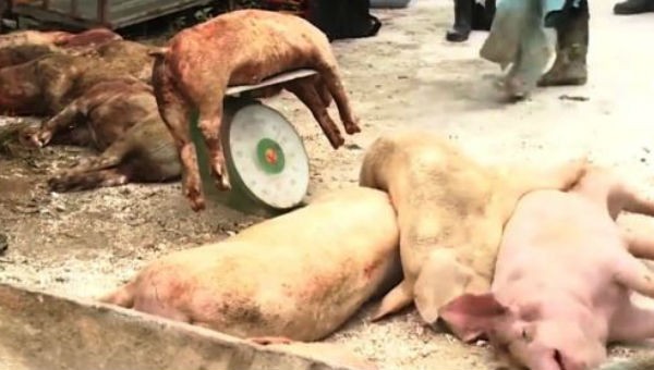Lợn bị tiêu hủy do dịch tả lợn châu Phi được hỗ trợ 38.000 đồng/kg