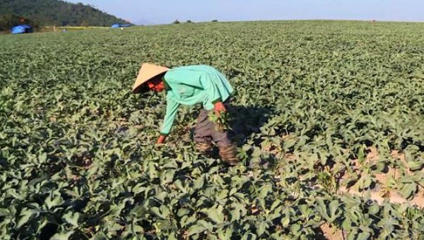 Người trồng dưa ở Phú Yên khốn khổ vì bị các đối tượng “bảo kê” đòi tiền