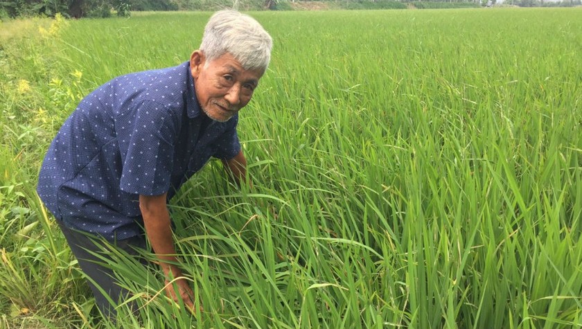 Ông Hương đã thuần chủng giống gạo có nguồn gốc ở vùng ngoài để phù hợp và thích ứng với thổ nhưỡng vùng biên