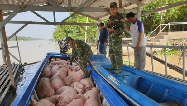 Lợn nhập lậu bị BĐBP An Giang thu giữ.