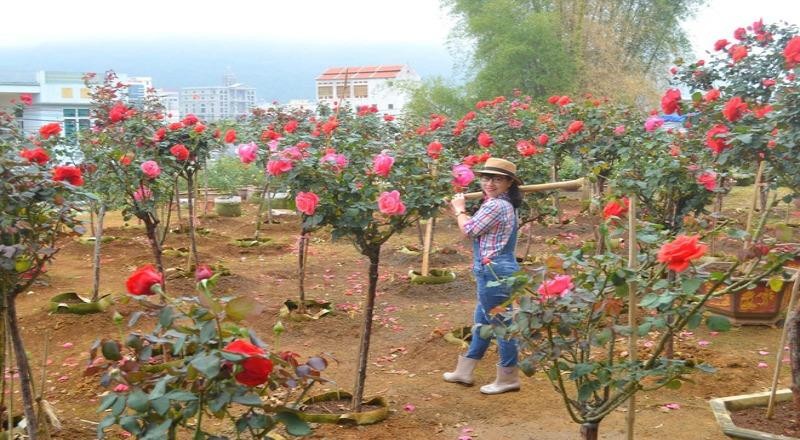 Trong mùa dịch, không ít người chia sẻ cách sống tích cực như trồng hoa, thực hiện những ước mơ bao lâu chưa thực hiện được. Ảnh minh họa.