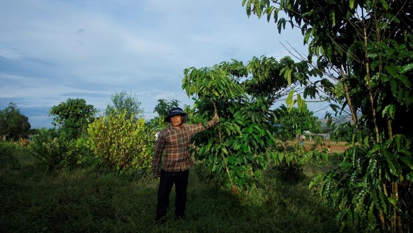 Cây cà phê trên mảnh đất nơi ông Diện nhận liên doanh liên kết.