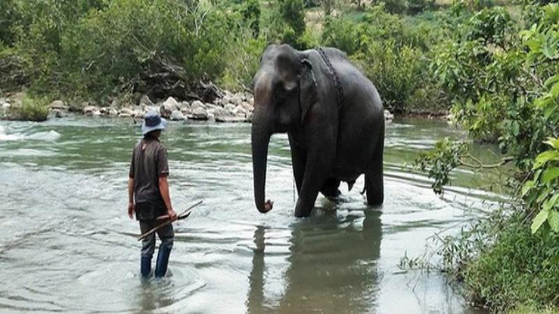 Voi Yẵ Tao cô đơn nhiều năm trước khi chết. Ảnh Người lao động.