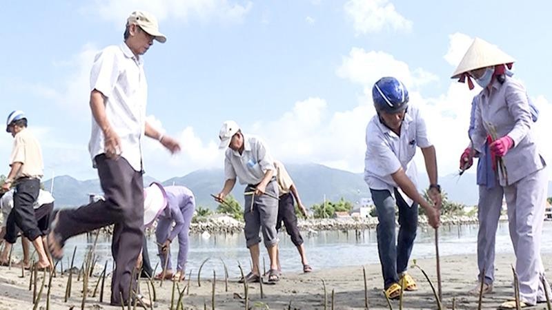 Trồng cây chống xâm nhập mặn tại thôn Hải Triều (tỉnh Khánh Hòa).