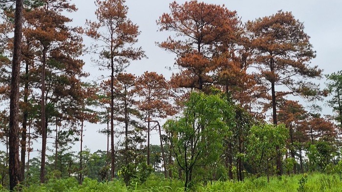 Rừng thông tại xã Lộc Ngãi bị đầu độc đang vàng lá, chết dần.